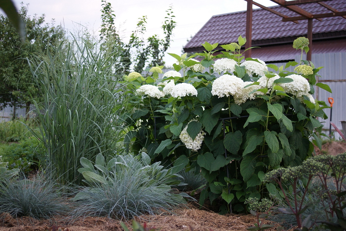 Специально я её не фотографировала, но на этой фотографии она видна – ветки на фоне неба. 