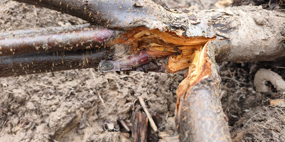 О пользе своевременного формирования деревьев