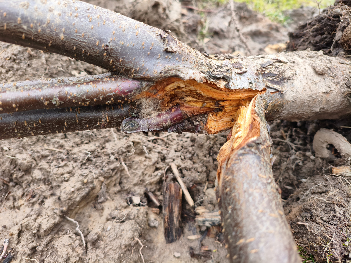 Разлом уже потемнел, но видны более тёмные участки некроза. 