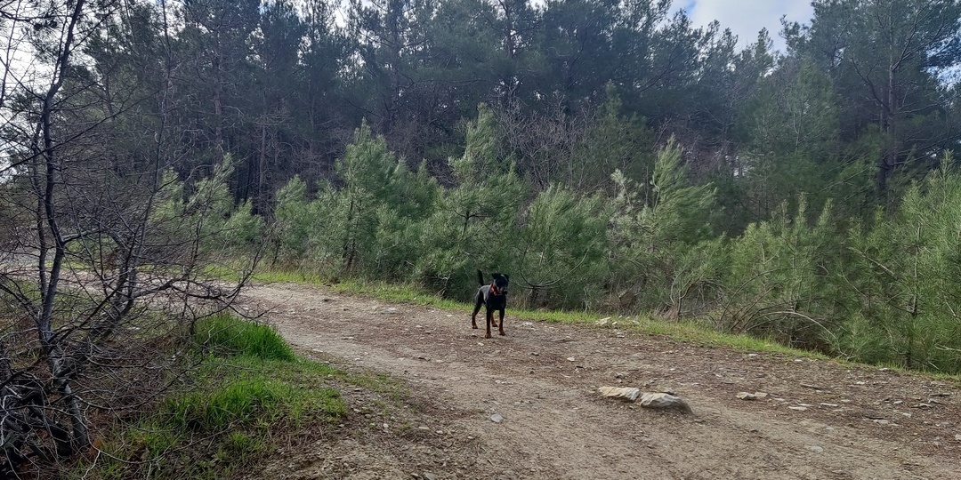 5 типов людей, которым категорически нельзя заводить ягдтерьера: остановитесь, пока не поздно!