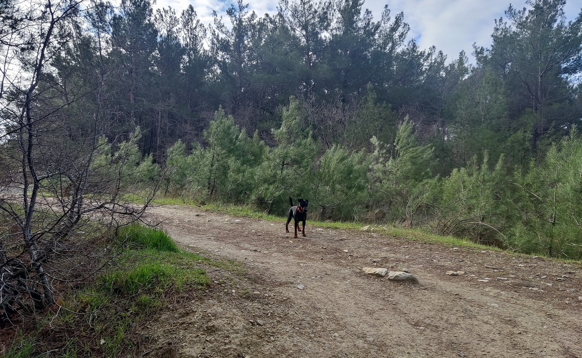 5 типов людей, которым категорически нельзя заводить ягдтерьера: остановитесь, пока не поздно!