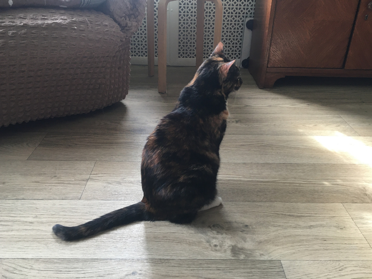 Просто сидит на полу. Фото автора