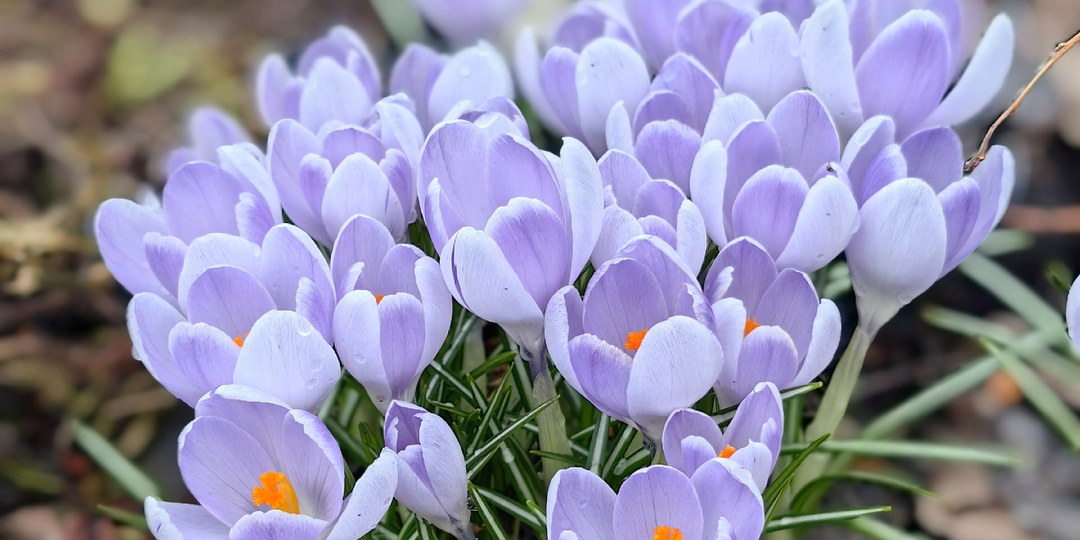 Золото на клумбе: почему крокусы — это не просто красивые первоцветы? 🌸✨