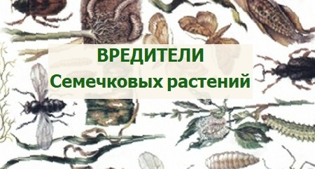 садовые вредители семечковых культур
