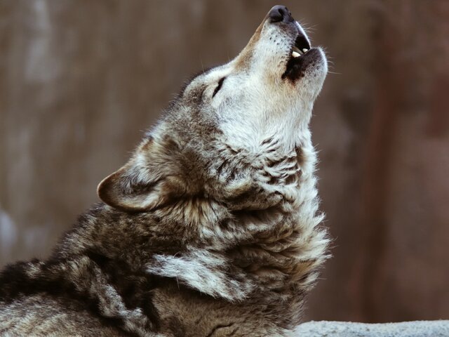    Фото: depositphotos/manvez​