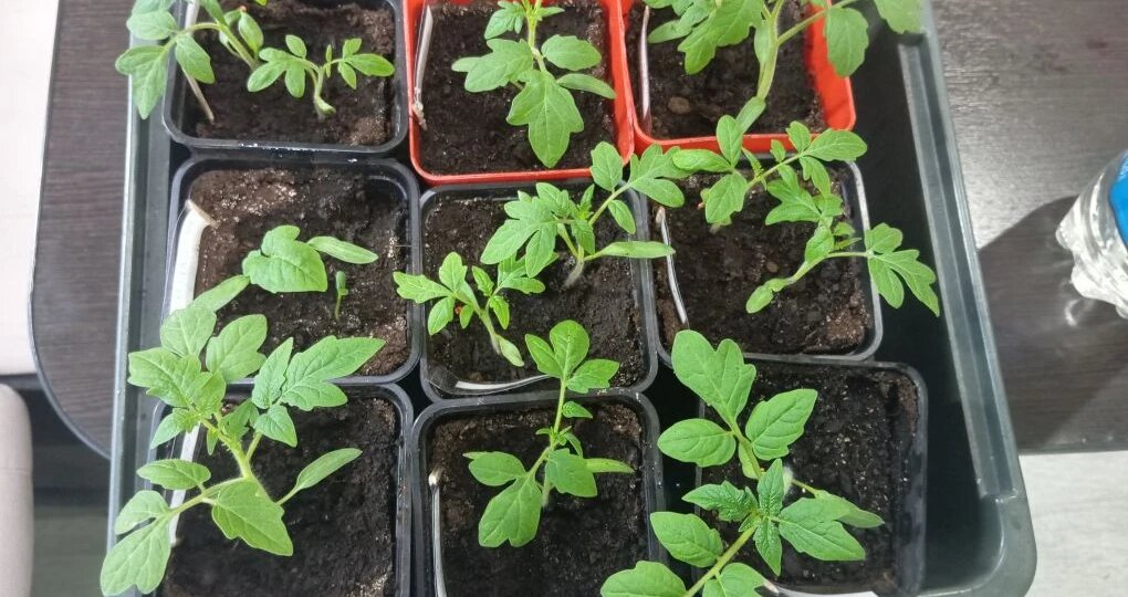 Рассада томатов болеет: 10 распространенных проблем и как с ними бороться