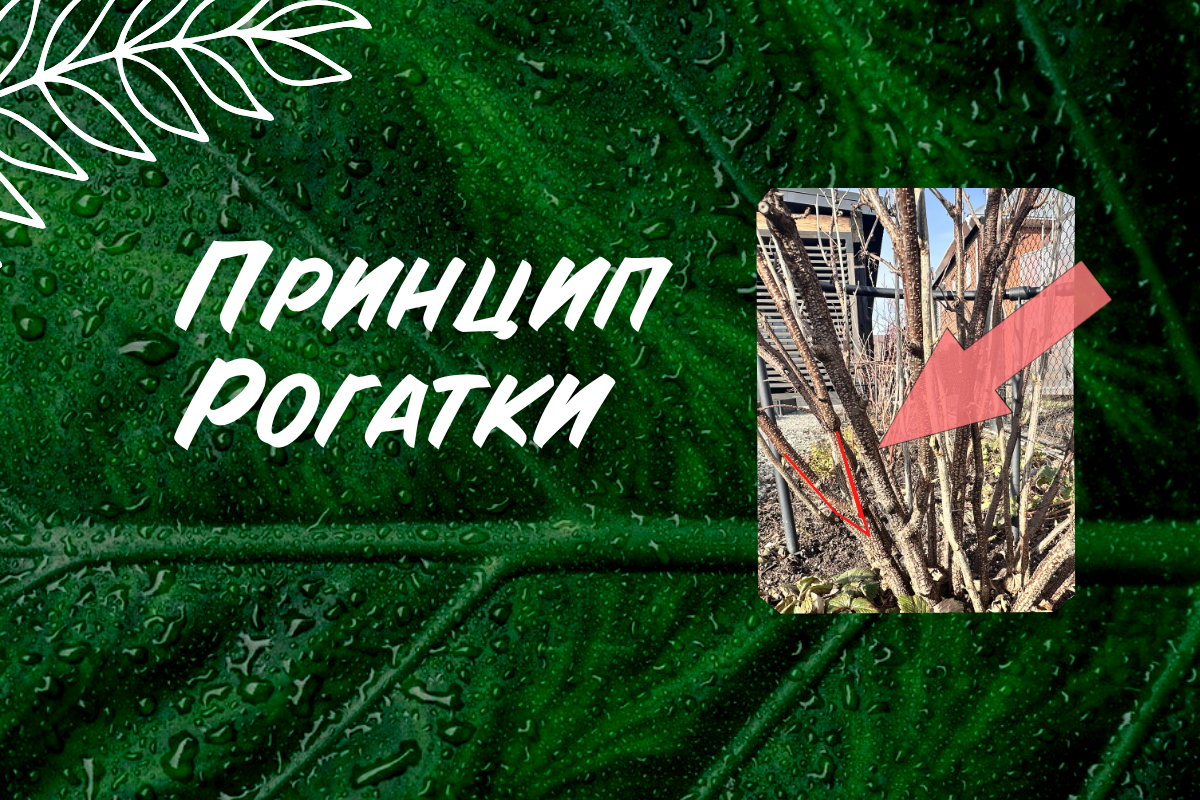Правило рогатки