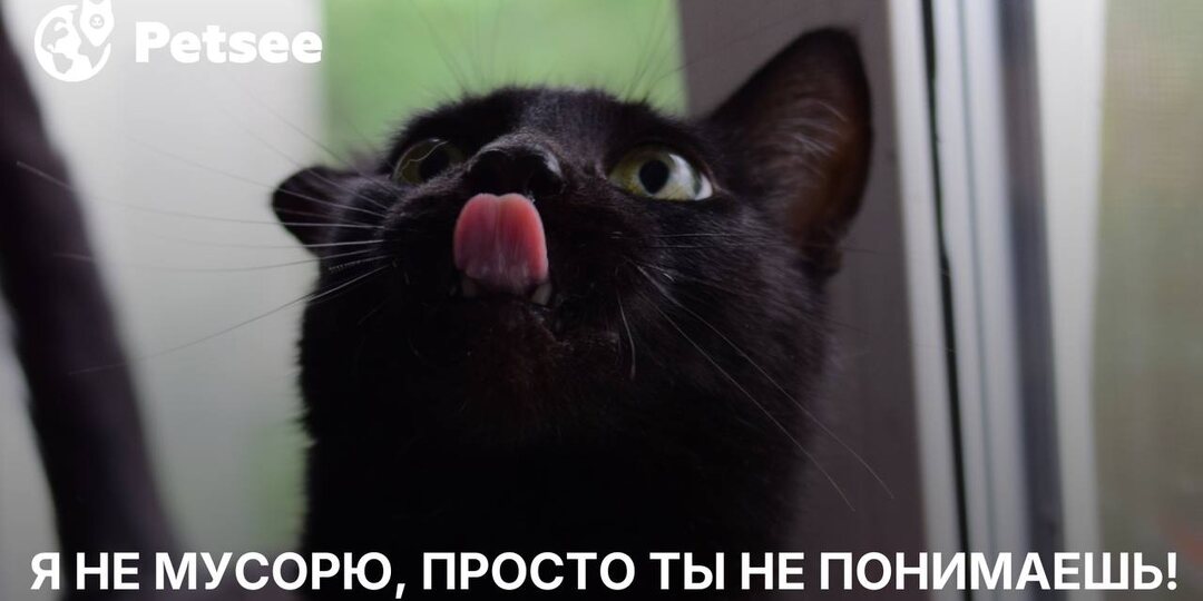 Кошка разносит наполнитель по всей квартире? Это тревожный сигнал!