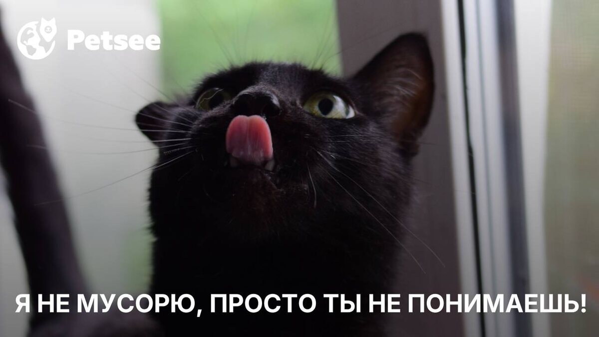 Кошка разносит наполнитель по всей квартире? Это тревожный сигнал!