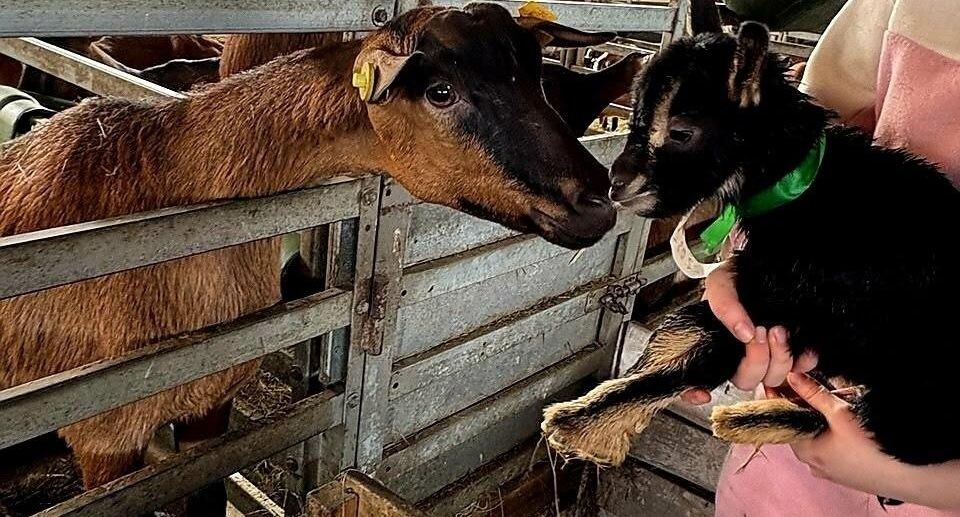    Пресс-служба министерства сельского хозяйства и продовольствия Московской области