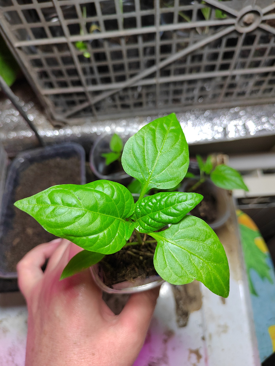 Сеянец перца