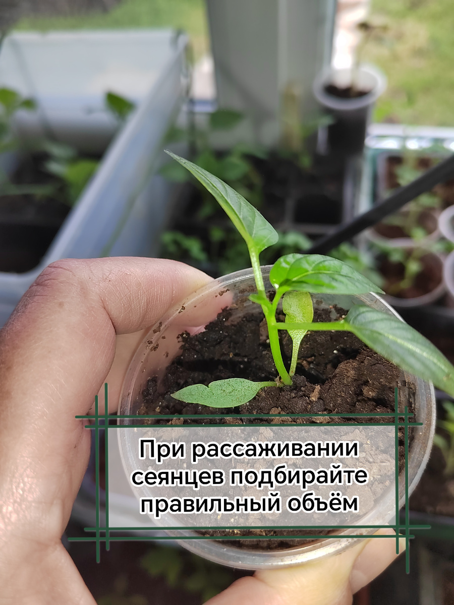 Рассаживаю сеянцы по 100-150 мл стаканчикам