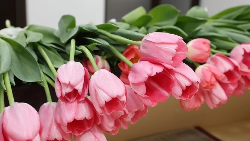      Фото: Дмитрий Ахмадуллин / / ИА «Победа26»