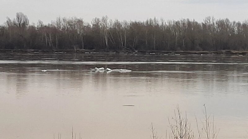     Лед. Ледоход. Льдины. Обь Лариса Васильева