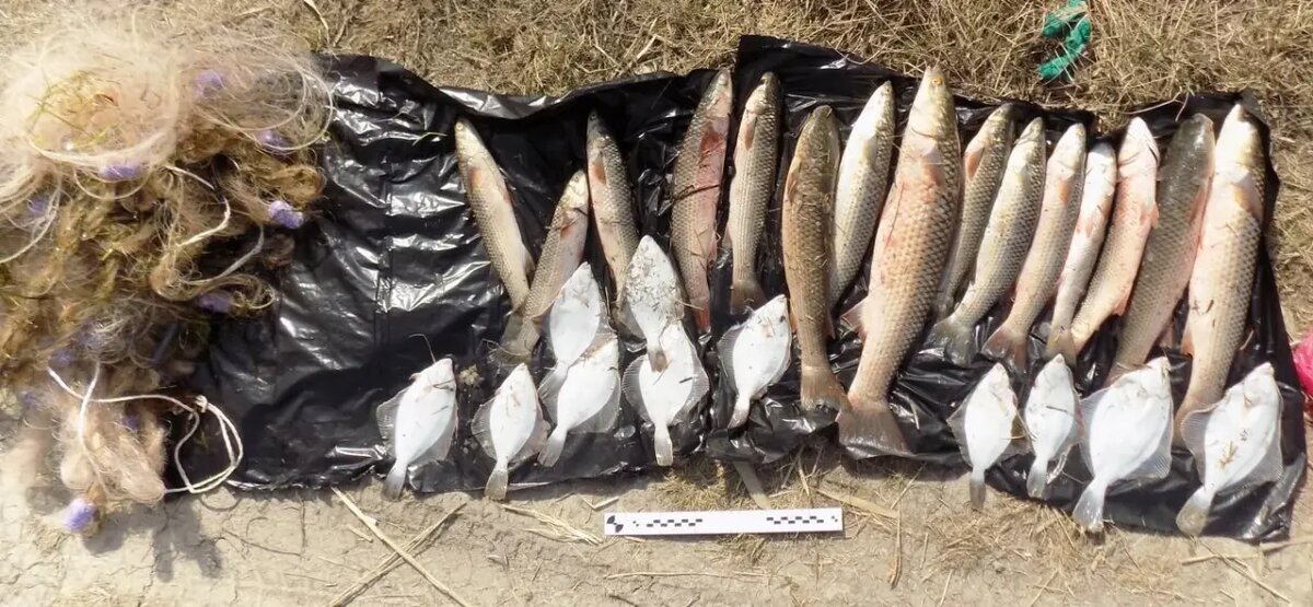    Фото: УТ МВД России по ЮФО