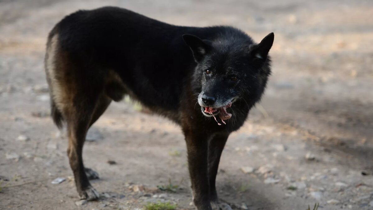 Бродячая собака © Sputnik / Константин Чалабов