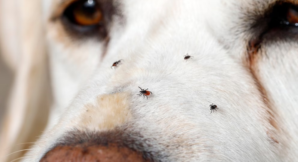 Клещи у домашних животных: невидимая угроза с очень неприятными последствиями