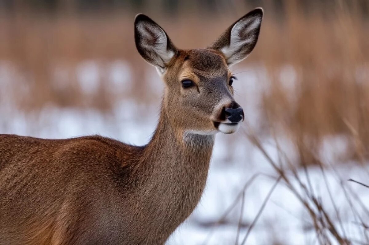   В лесах Нижегородской области стало больше лосей и косуль