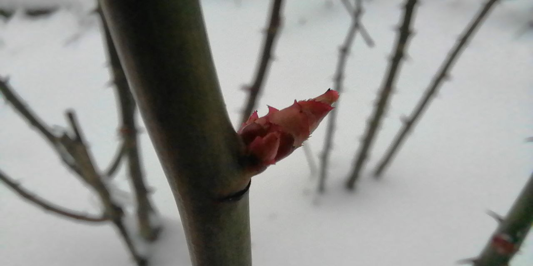 Розы весной: чем подкормить, как обработать (уход пошагово)