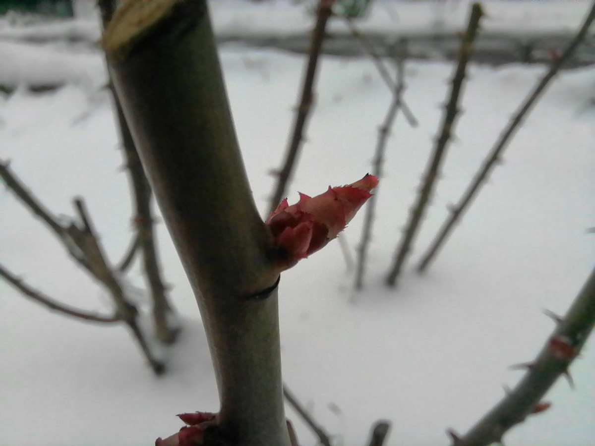 Такое бывает - раскрыли и снег снова лег, но весной он и при 0 ложится и при небольшом минусе, ничего страшного, фото из архива автора, Сибирь, Кемерово