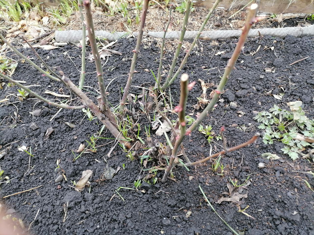 Побеги могут быть коричневыми, но с живыми почками, значит, с ними все ок, фото автора