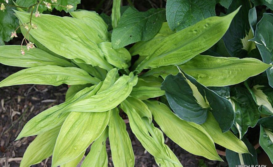 Страстная Пятница - и день и хоста