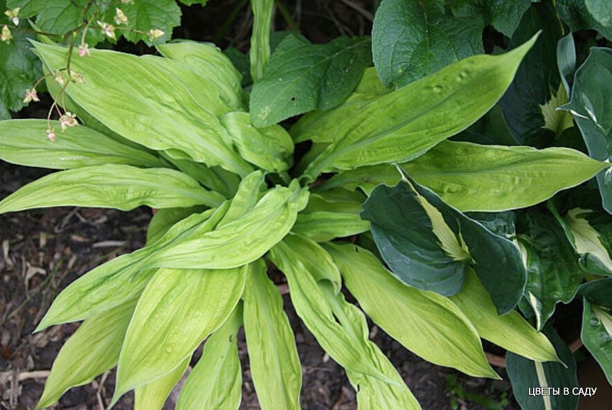 'Foxfire Good Friday'