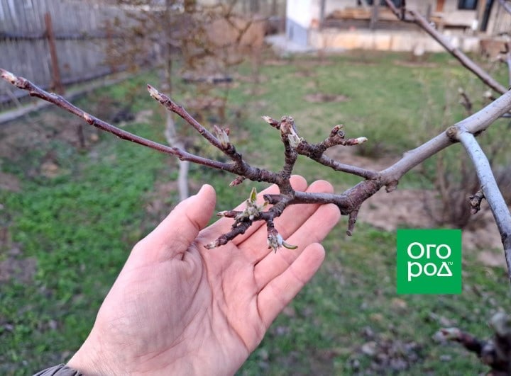 ОБРАБОТКА ЯБЛОНЬ И ГРУШ В ФАЗЕ “ЗЕЛЕНОГО КОНУСА