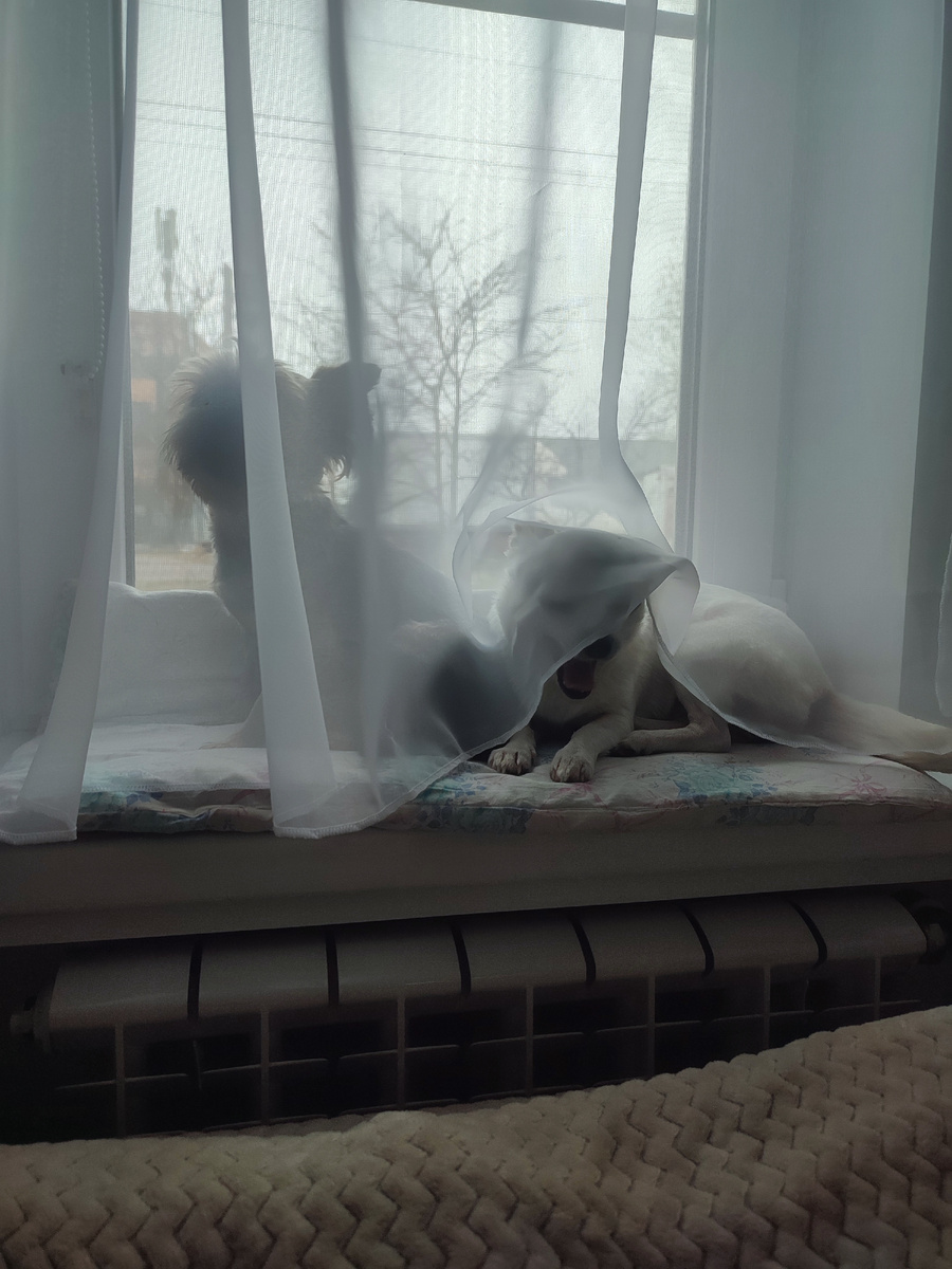 Собаки отказываются идти на улицу в такую погоду 