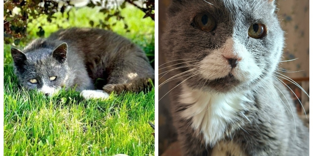 До и после: трогательные преображения кошачьих судеб