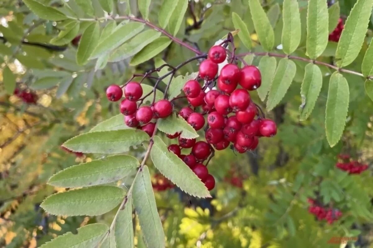    Стало известно, почему чернеют рябины в Мурманске