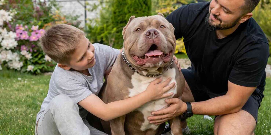 Американский булли - как не купить смесь вместо породного щенка?