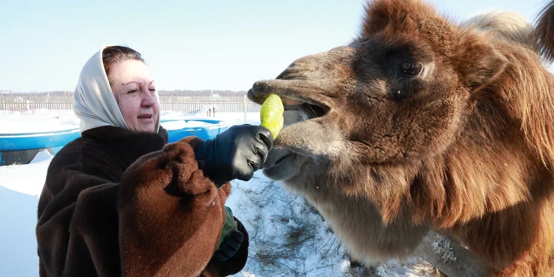 От верблюда!