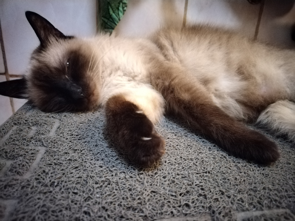 Портрет Уго Чавеса. Фото автора.