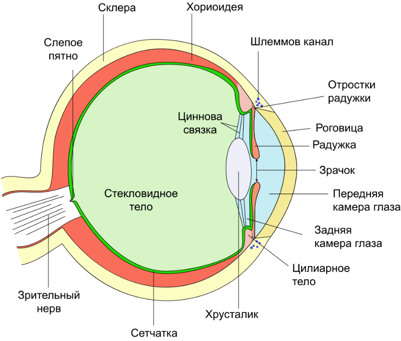  Стекловидное тело