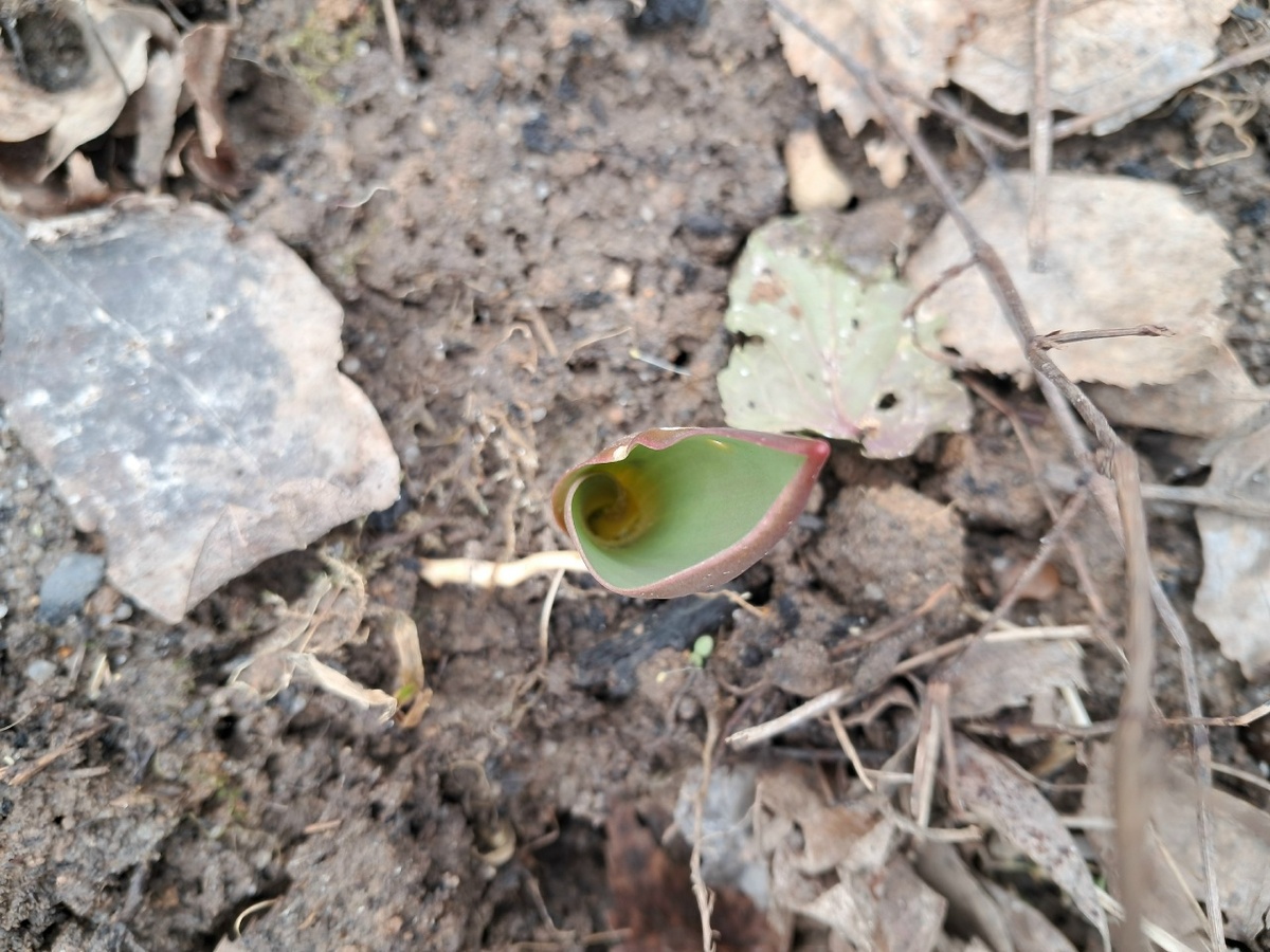 Одинокий тюльпан, посаженный на скорую руку