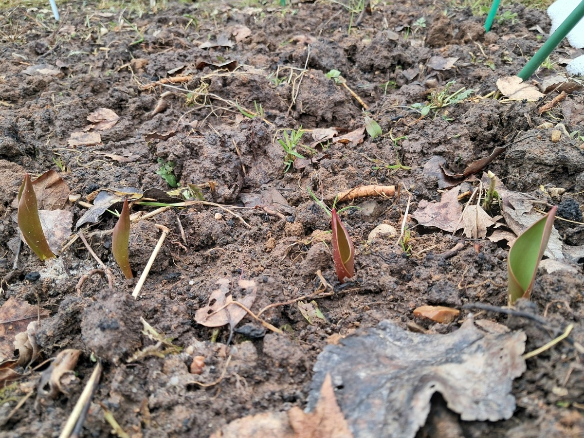 Тюльпаны на временном месте пережили заморозки