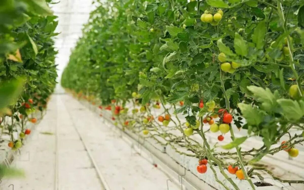    «Овощи Черноземья» по итогам 2025 года показали рекордный убыток почти 1,2 млрд рублей Фото – ru.freepik.com