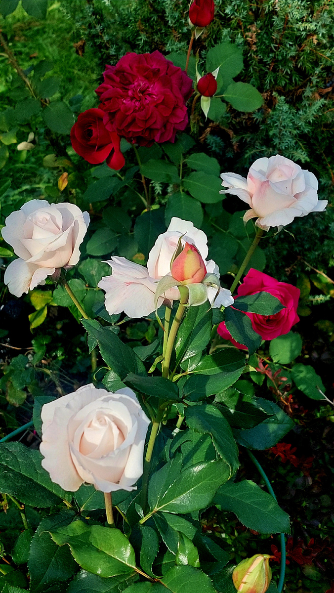 Роял Копенгаген (ч/г роза) и Манстед Вуд ("остинка")