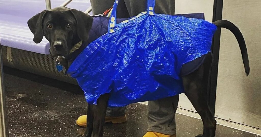 Собака в сумке: как владельцы обходят правила метро?