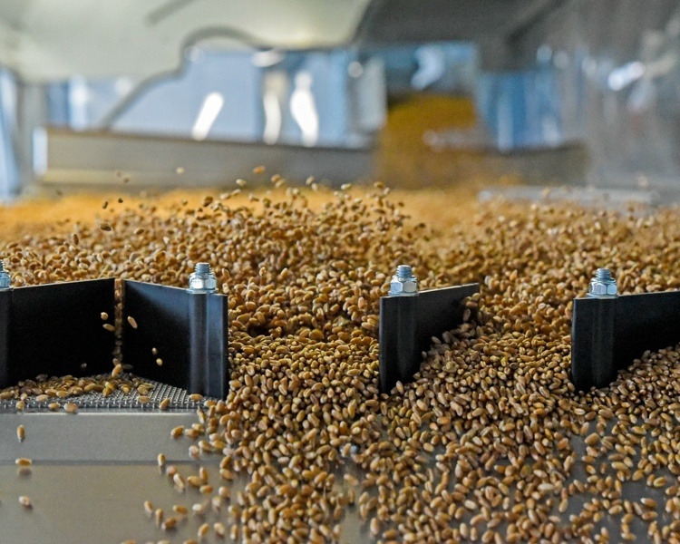     В Курской области нашли 5 тысяч тонн зерна с микотоксином