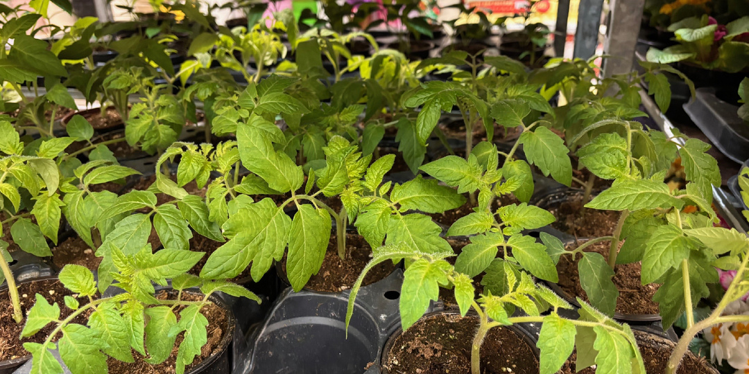 Небольшой обзор рассады из Лемано Про