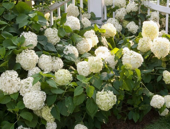 Гортензия древовидная