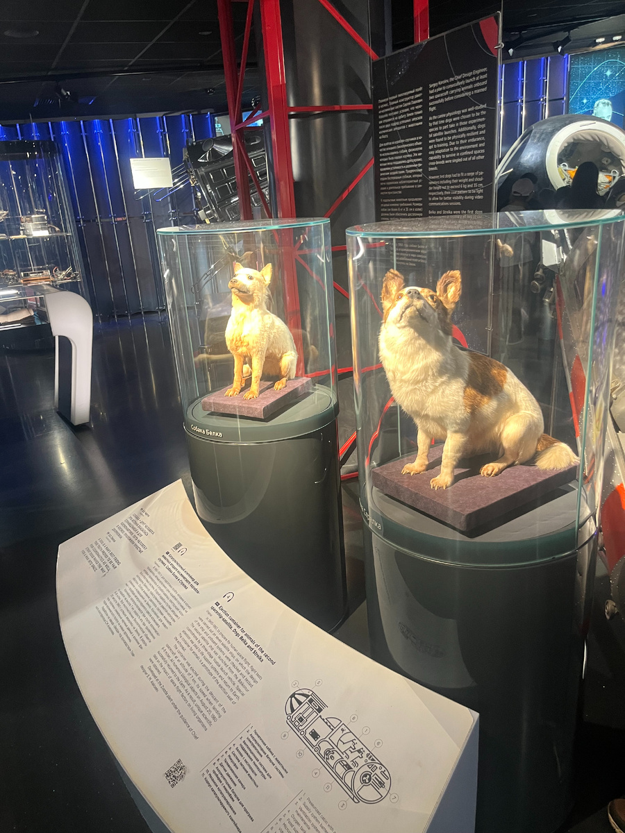 Собаки Белка и Стрелка в экспозиции музея космонавтики. Фото автора. 