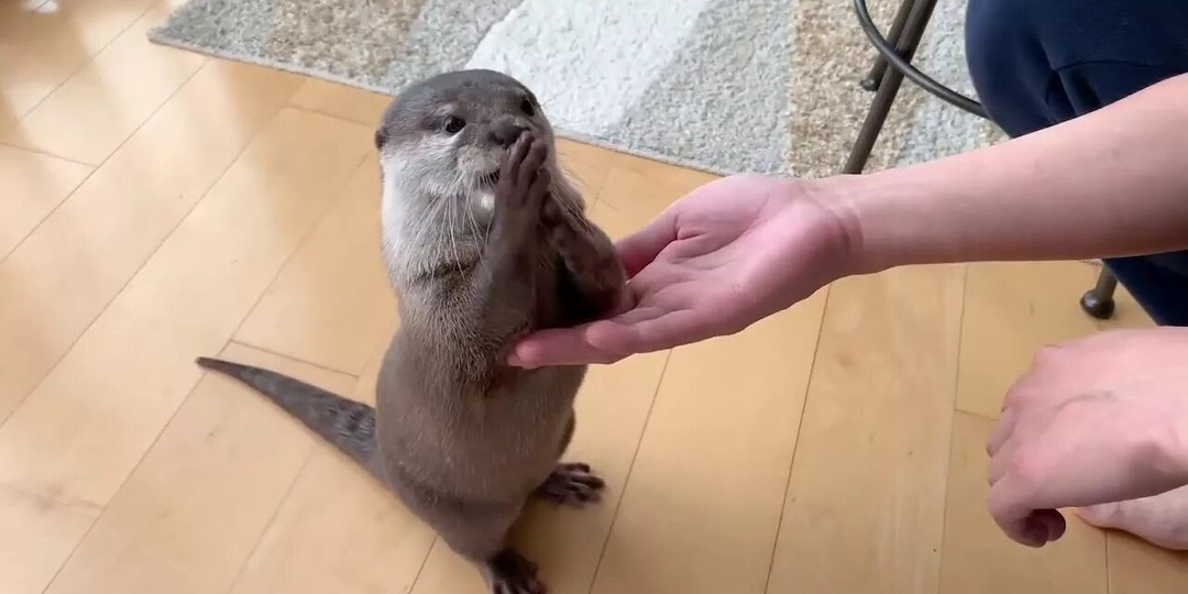 Выдра дома: мечта или реальность? Разбираемся в фактах и мифах