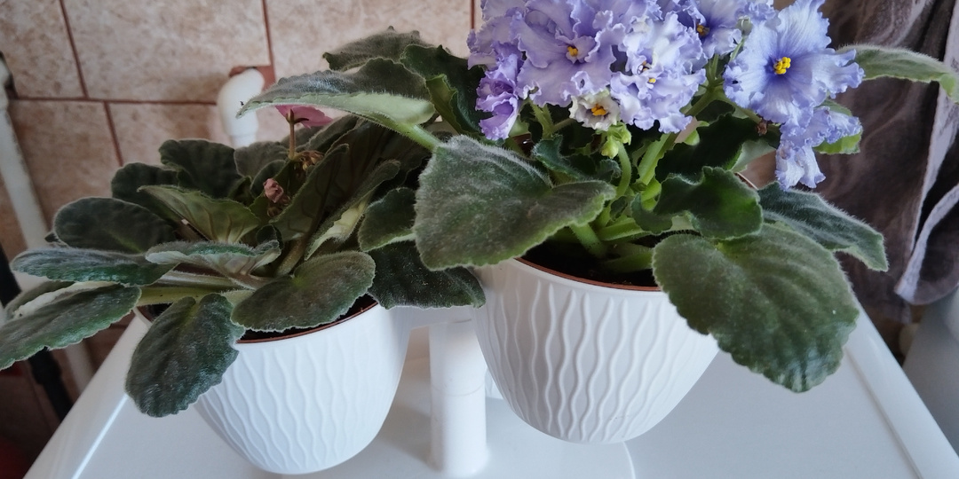 Уход за фиалками после зимы.