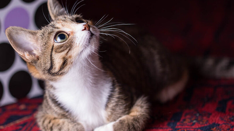 Понимают ли кошки людей? Разбираем механизмы кошачьего «человековедения»