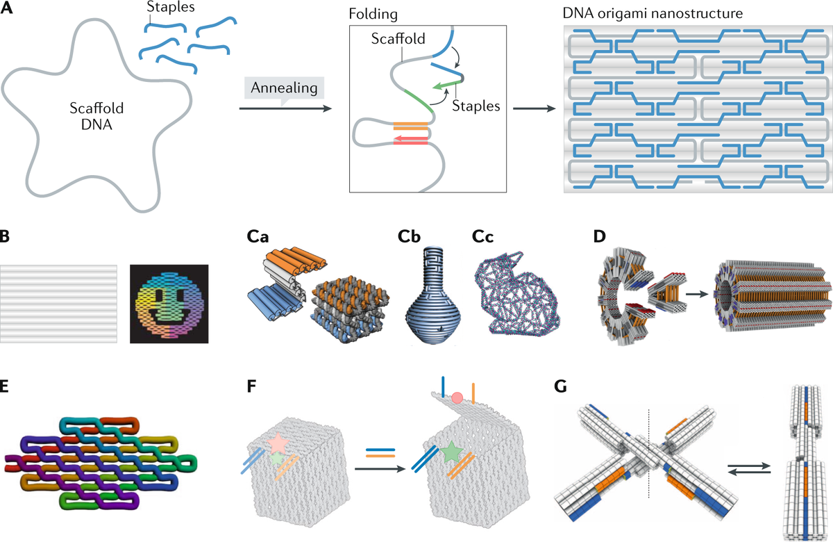DNA origami | Nature Reviews Methods Primers