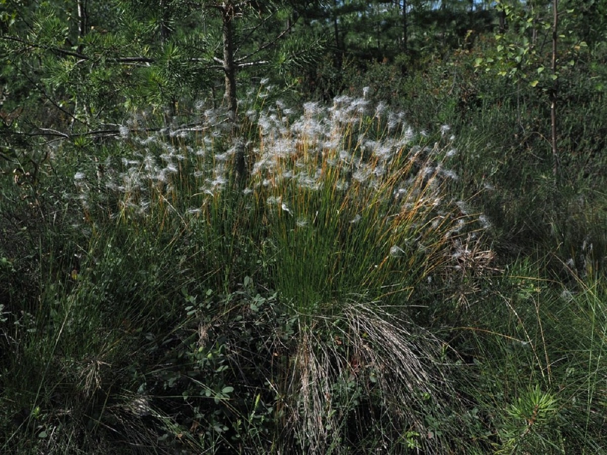    Впервые для территории Тюменской области приведены два новых вида сосудистых растений (воронец вонючий — Actaea cimicifuga L., пухонос альпийский — Trichophorum alpinum (L.) Pers., петросимония Литвинова — Petrosimonia litwinowii Korsh.), один новый вид листостебельных мхов (дикранум зелёный — Dicranum viride (Sull. et Lesq.) Lindb.);