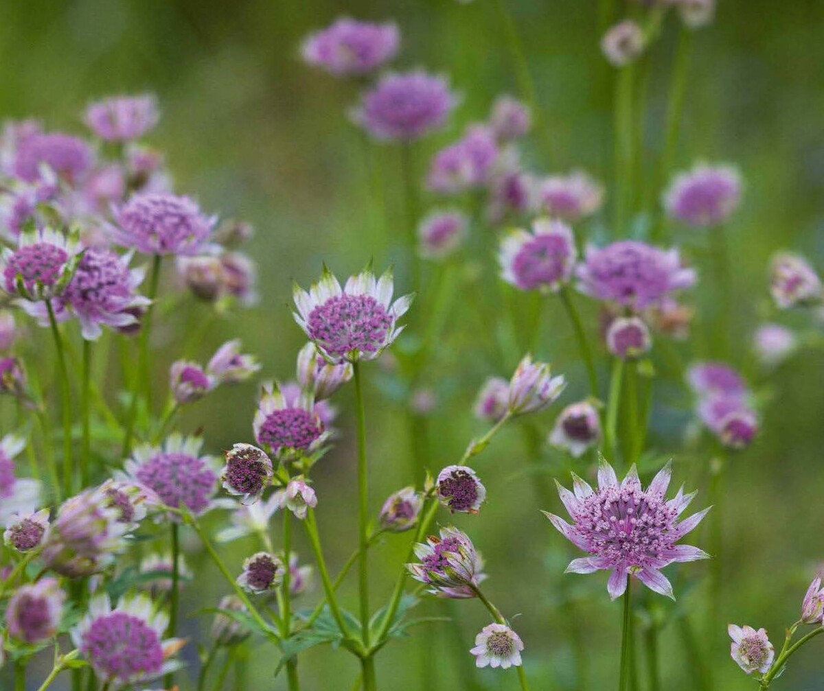 Фото из Gardens Illustrated, июль 2025